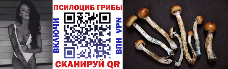 blacksprut онион  Гдов  Псилоцибиновые грибы MAGIC MUSHROOMS 